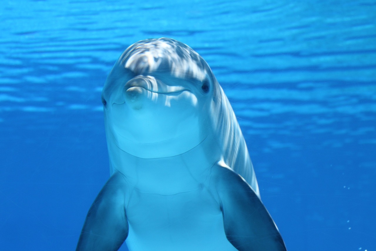 Как себя вести если к купающимся подплыли дельфины в Черном море