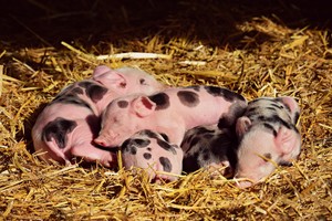 Инновационные технологии выращивания мясных пород свинины и роль датской технологии в процессе выращивания поросят