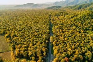 Причины гибели лесов на планете