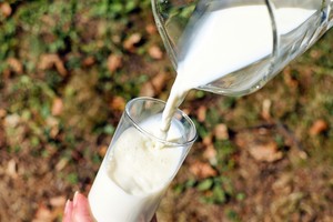 Алкоголикам полезно пить молоко ради отказа от пагубной привычки