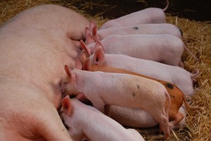 Жирное свиное мясо вредит здоровью и приближает смерть