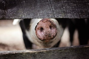 Трансплантация сердца от генетически модифицированной свиньи: технологии и перспективы