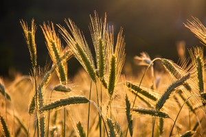 Международный проект по созданию новых сортов цветной обогащенной пшеницы