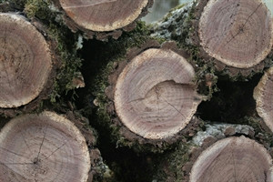 В Краснодаре в 2020 году спилили 12 442 дерева