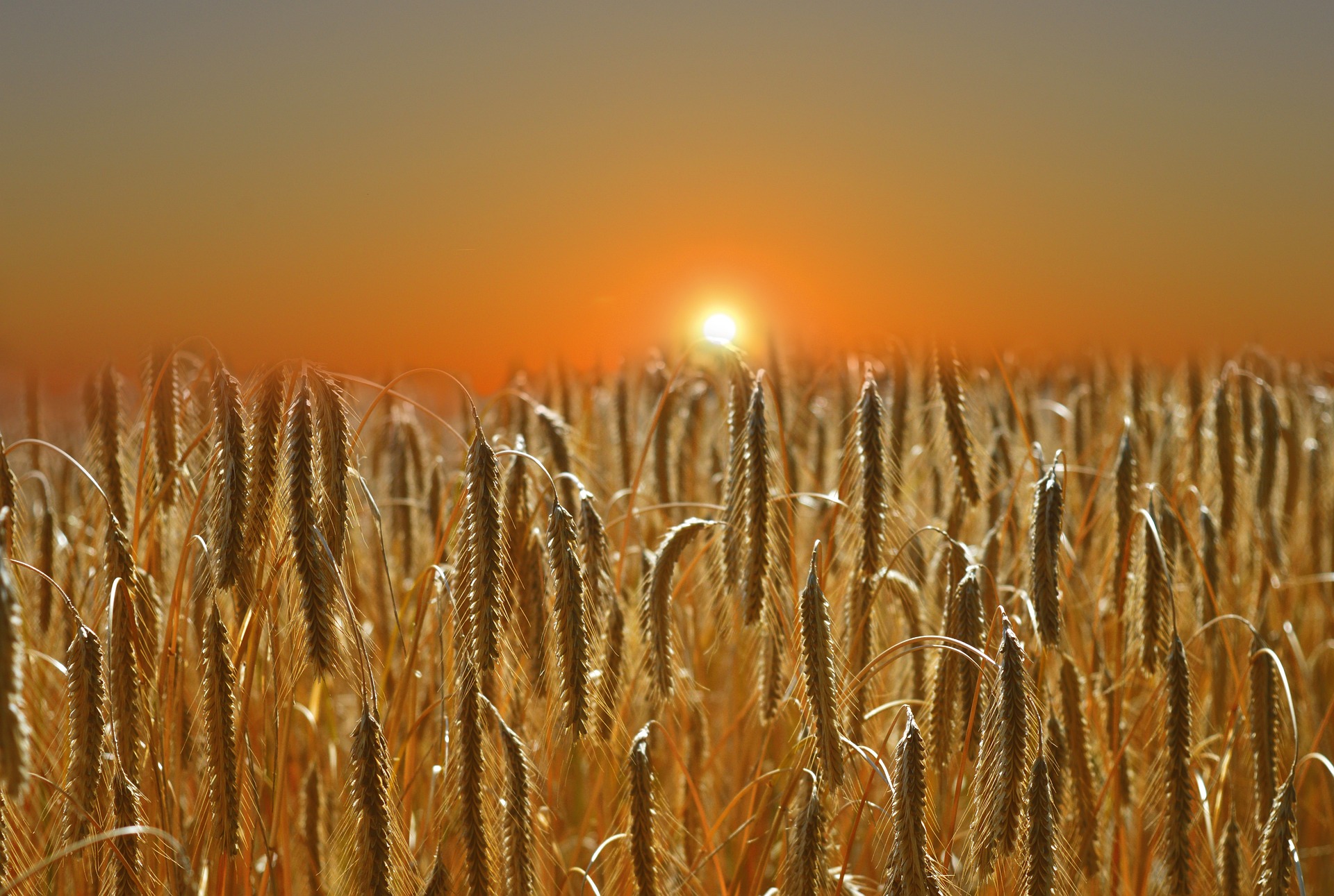 Как повлияет на урожай зерновых жаркая и засушливая погода