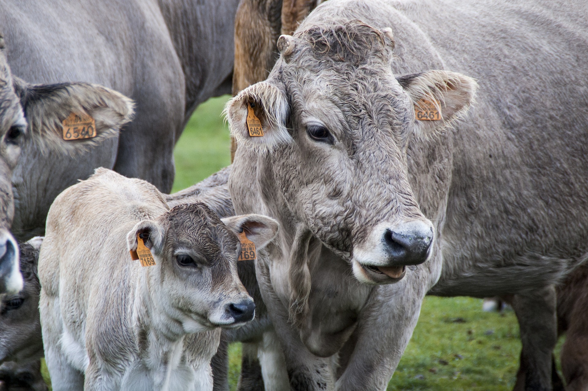 Причины нападения коров на человека