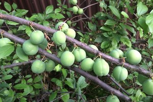Положительное действие пажитника на липидный профиль человека